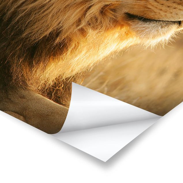 Poster animals - King Lion