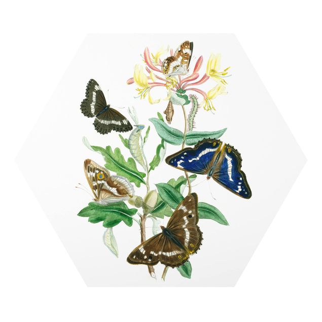 Forex hexagon - British Butterflies IV
