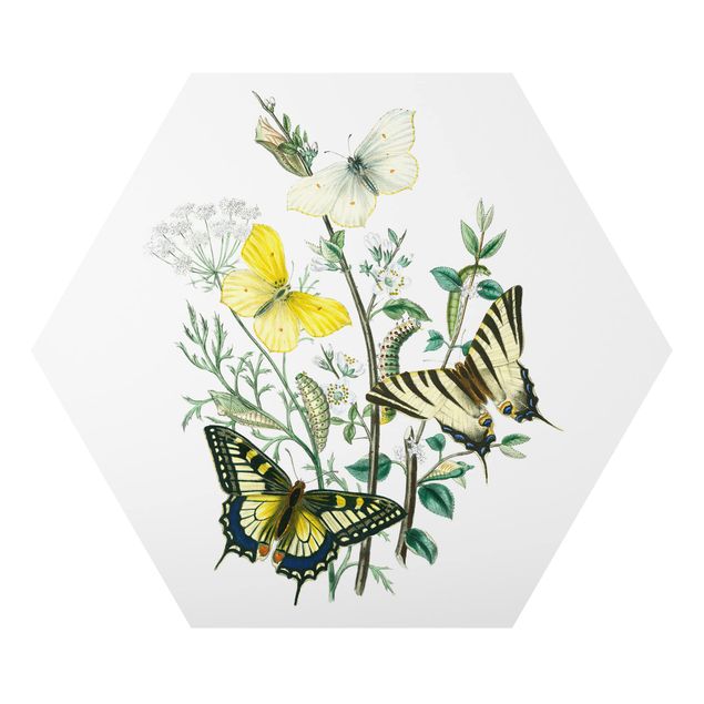 Alu-Dibond hexagon - British Butterflies III