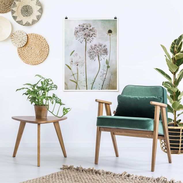 Poster - Allium flowers in pastel