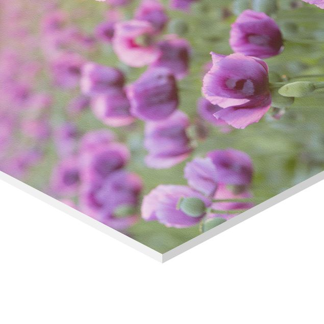 Forex hexagon - Purple Poppy Flower Meadow In Spring