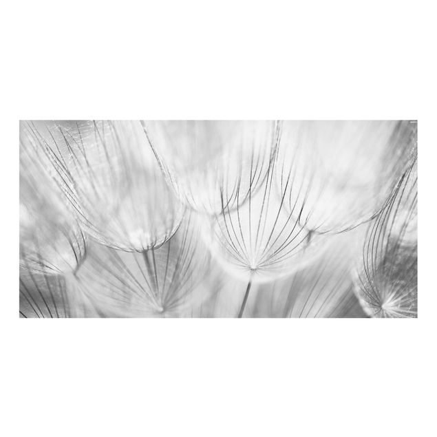 Splashback - Dandelions Macro Shot In Black And White