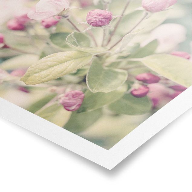 Poster - Apple Blossom Bokeh Light Pink