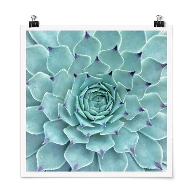 Poster - Cactus Agave