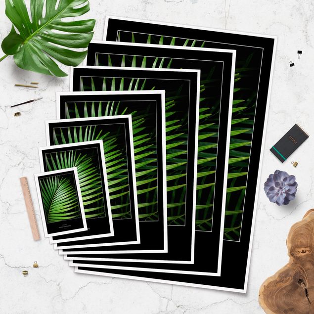 Poster flowers - Tropical Palm Leaf