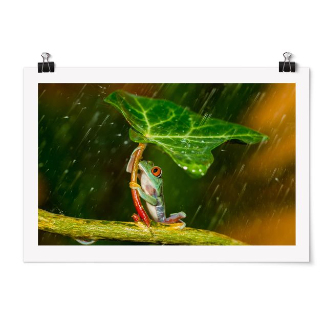 Poster - Frog In The Rain