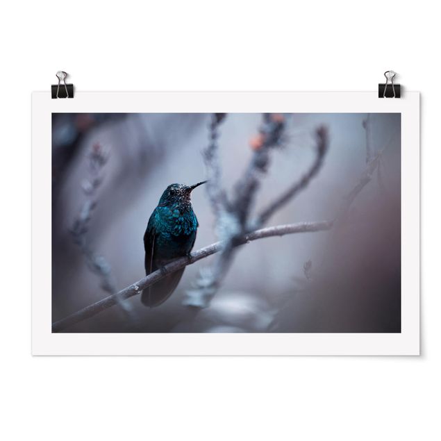 Poster - Hummingbird In Winter