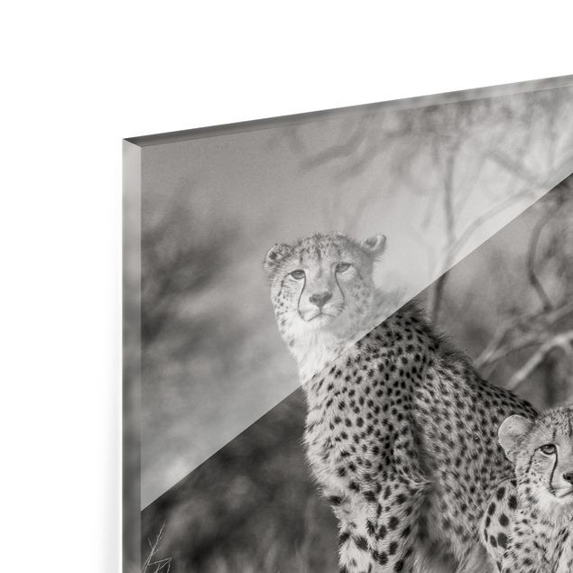 Glass Splashback - Three Cheetahs - Landscape 3:4