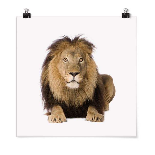 Poster - King Lion ll