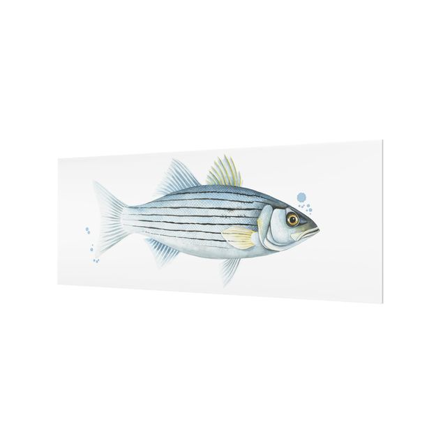 Splashback - Color Catch - White Perch