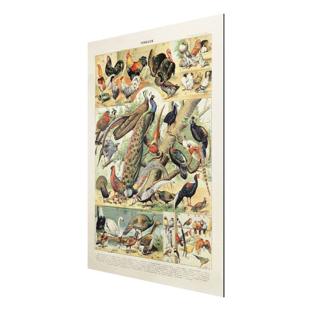 Print on aluminium - Vintage Board European Birds