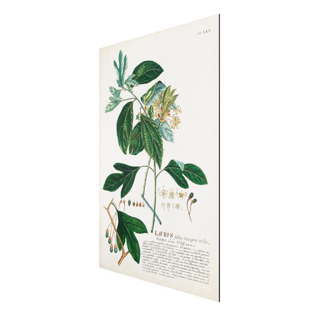Print on aluminium - Vintage Botanical Illustration Laurel