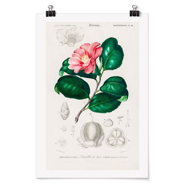 Poster - Botany Vintage Illustration Tropical Plant II