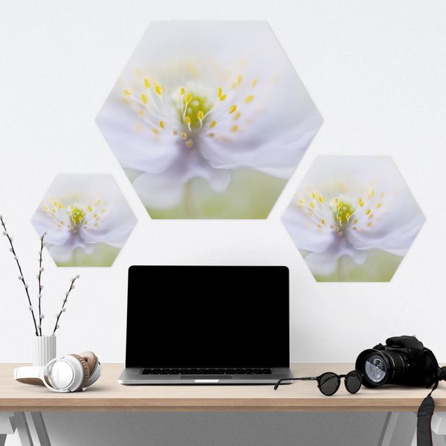 Forex hexagon - Anemone Beauty