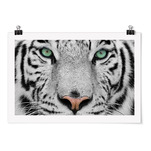 Poster - White Tiger