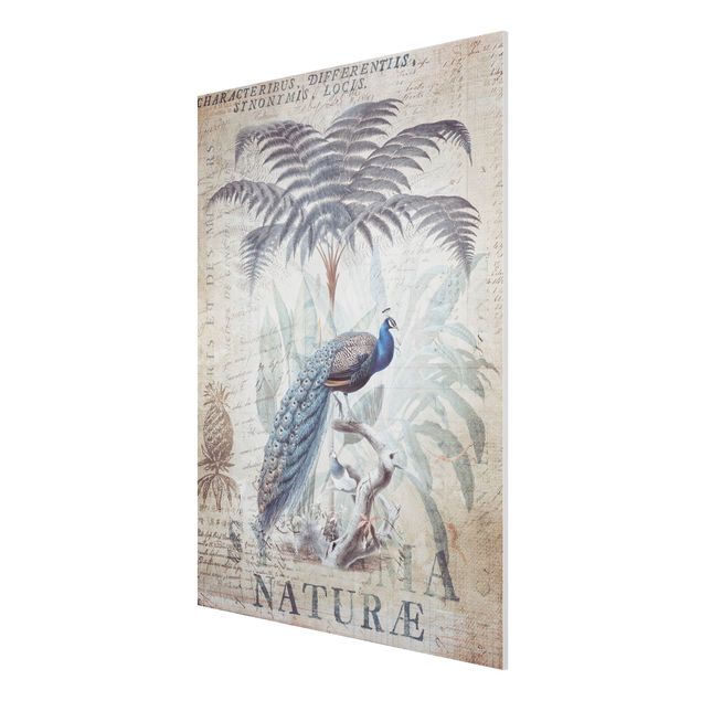 Print on forex - Shabby Chic Collage - Peacock