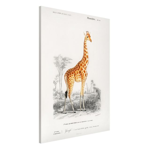 Magnetic memo board - Vintage Board Giraffe