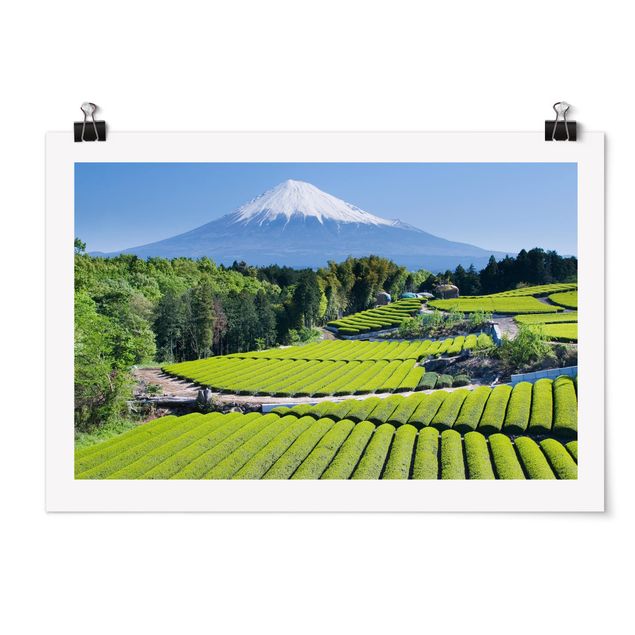 Poster - Tea Fields In Front Of The Fuji