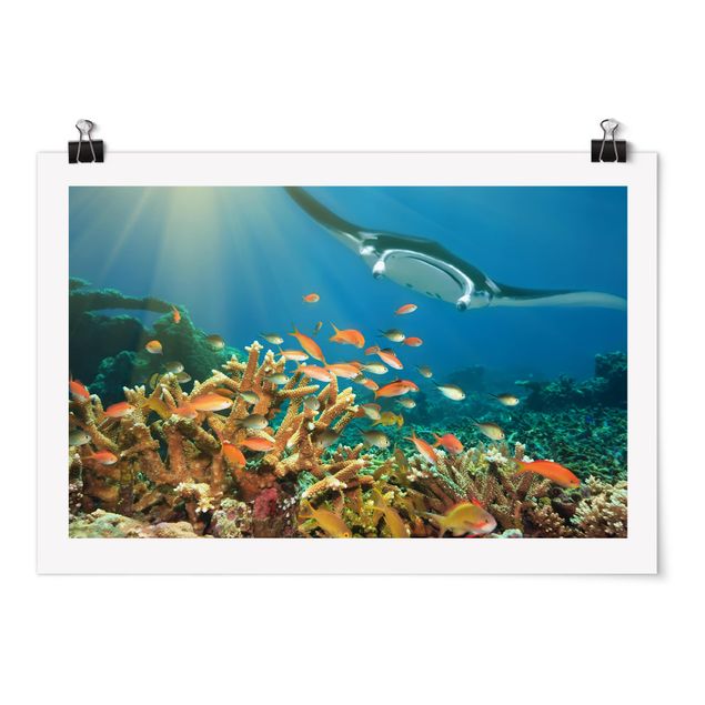 Poster - Coral reef