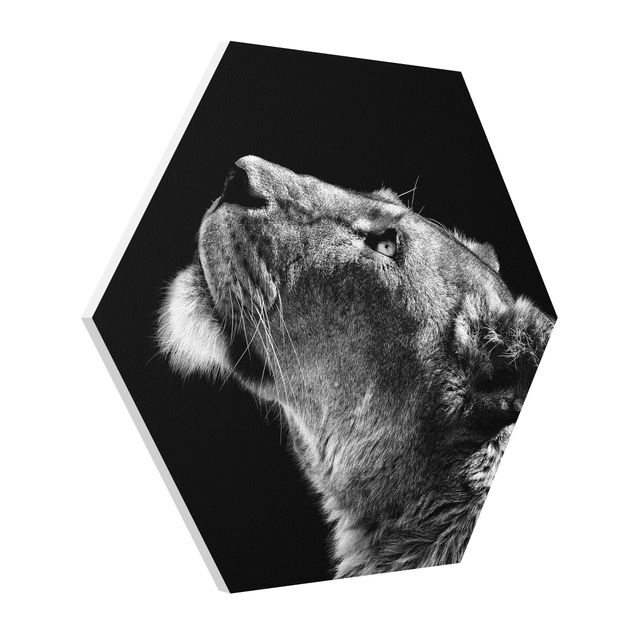 Forex hexagon - Portrait Of A Lioness