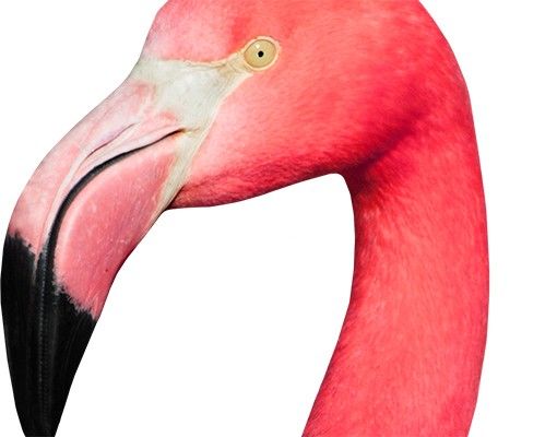 Window sticker - Prying Flamingo