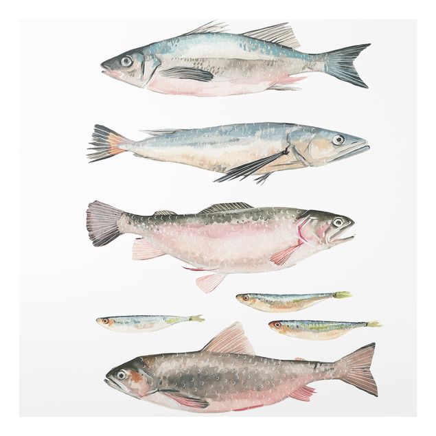 Glass Splashback - Seven Fish In Watercolor I - Square 1:1