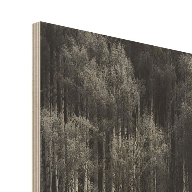 Wood print - Birch Forest In Aspen