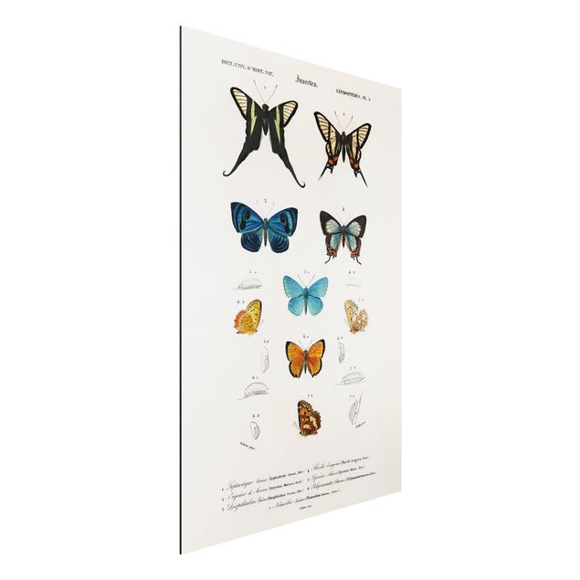 Alu dibond Vintage Board Butterflies I