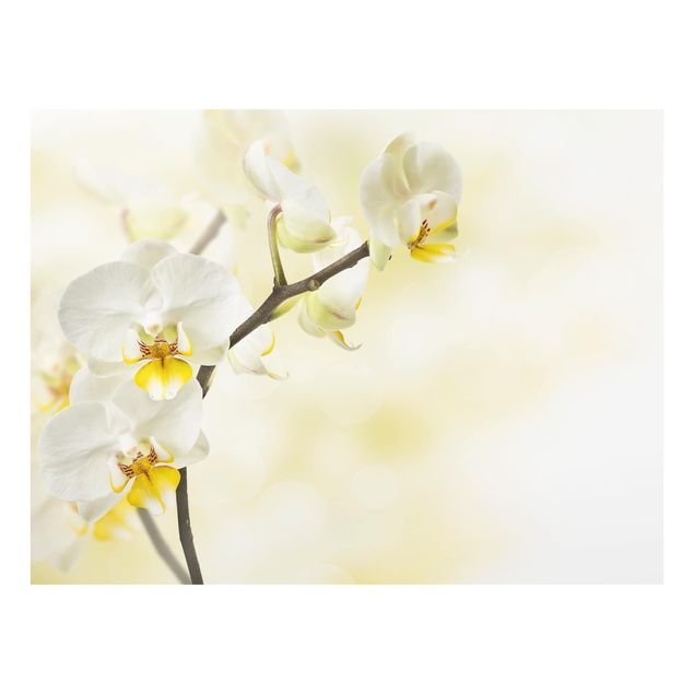 Glass Splashback - orchid branch - Landscape 3:4
