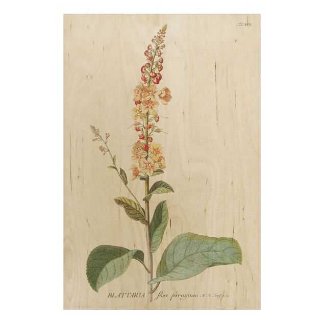 Print on wood - Vintage Botanical Illustration Mullein