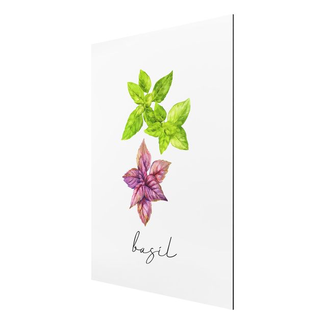 Print on aluminium - Herbs Illustration Basil