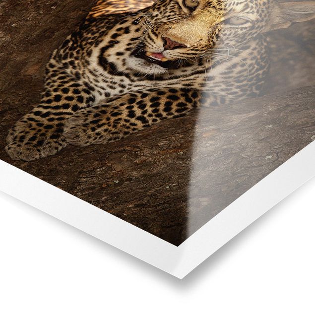 Poster - Leopard Resting On A Tree