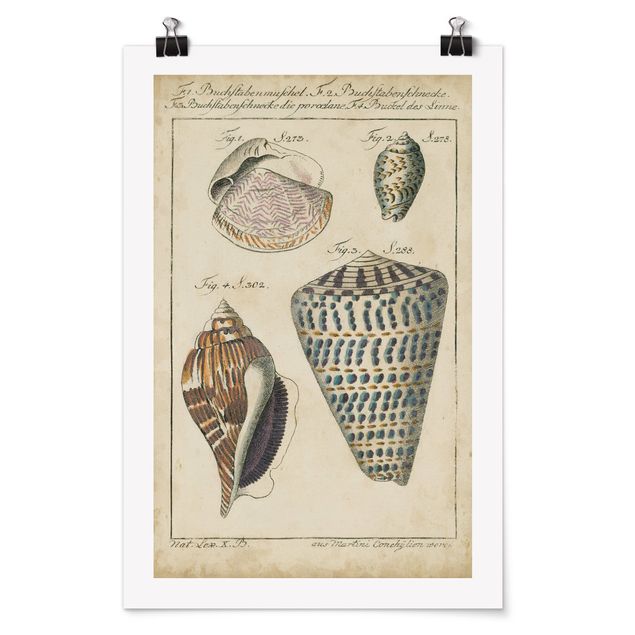 Poster - Vintage Conch Drawing Pattern Bunte