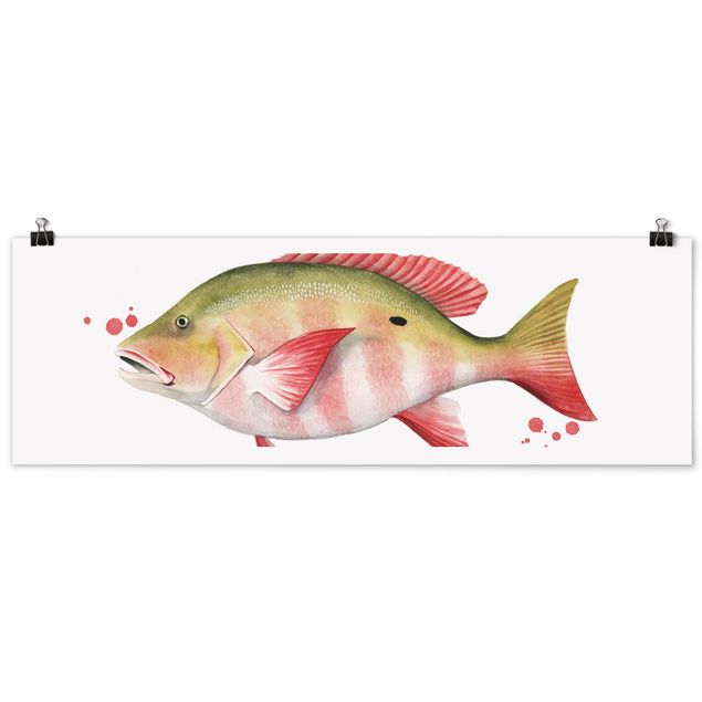 Panoramic poster kitchen - Color Catch - Northern Red Snapper