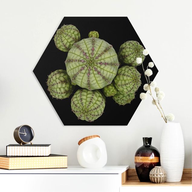 Forex hexagon - Euphorbia - Spurge Urchins