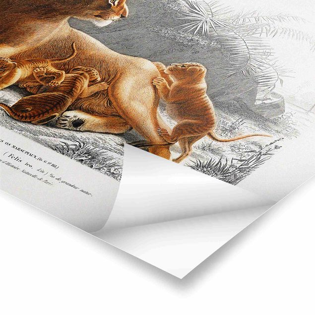Poster - Vintage Board Lioness And Lion Cubs