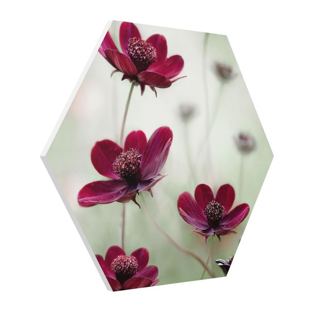Forex hexagon - Pink Cosmos Flower