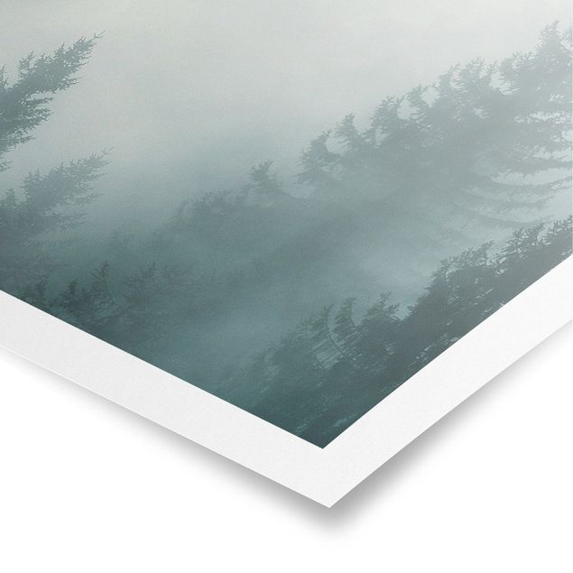 Poster - Coniferous Forest In Fog