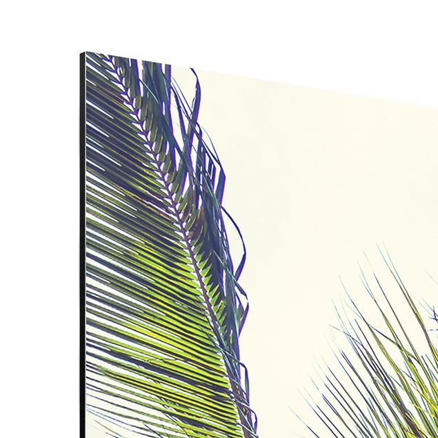 Print on aluminium - The Palm Trees