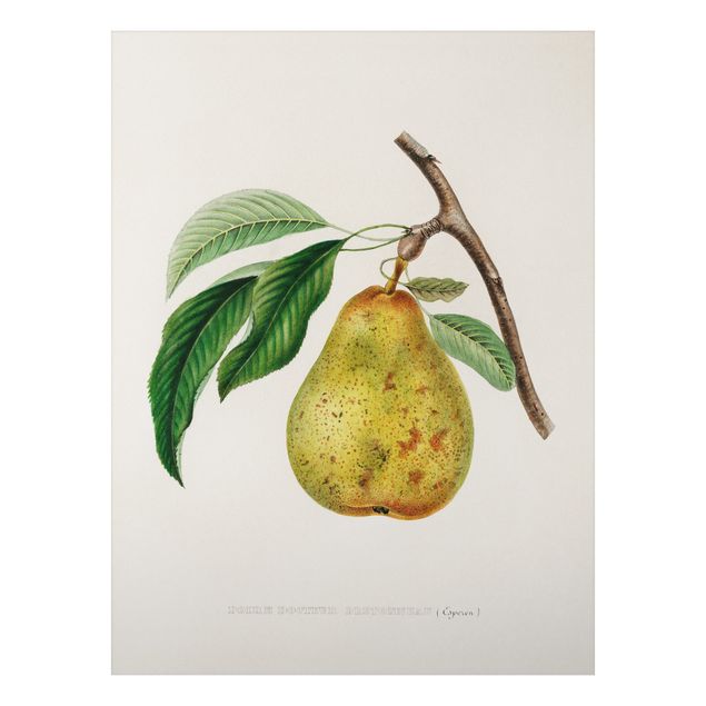 Print on aluminium - Botany Vintage Illustration Yellow Pear