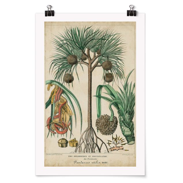 Poster - Vintage Board Exotic Palms I