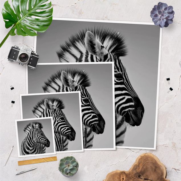 Poster - Zebra Baby Portrait II