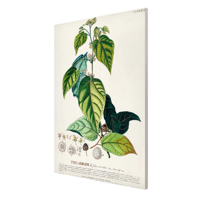 Magnetic memo board - Vintage Botanical Illustration Cocoa
