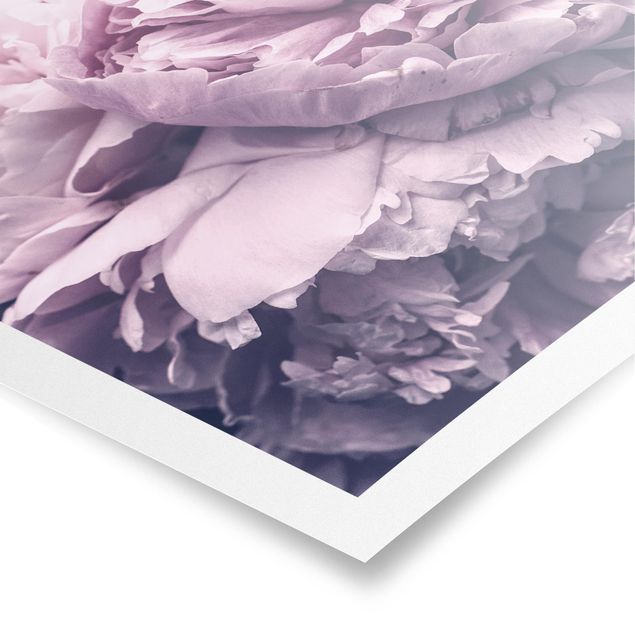 Poster - Purple Peony Blossoms