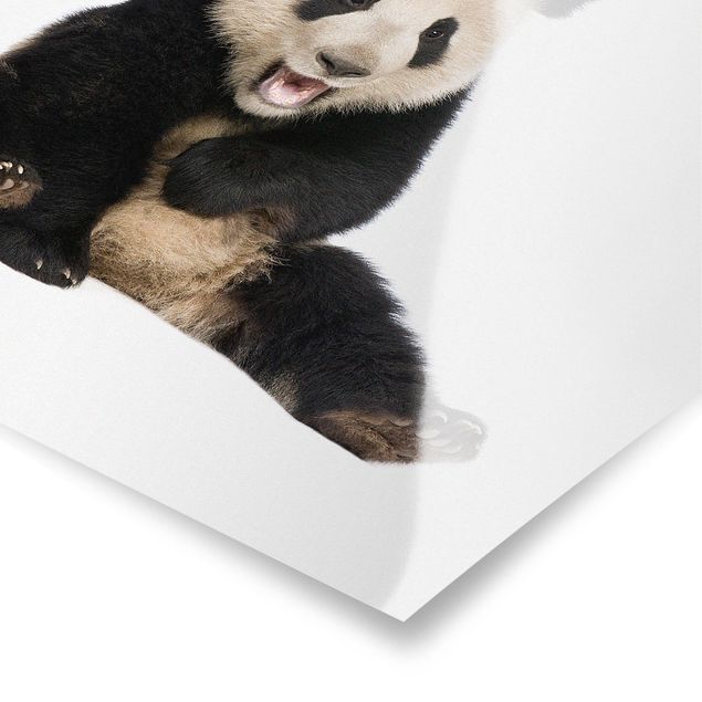 Poster - Laughing Panda