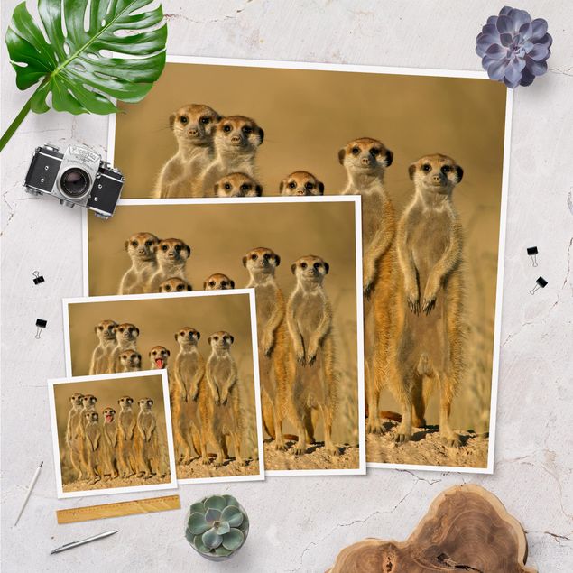 Poster - Meerkat Family