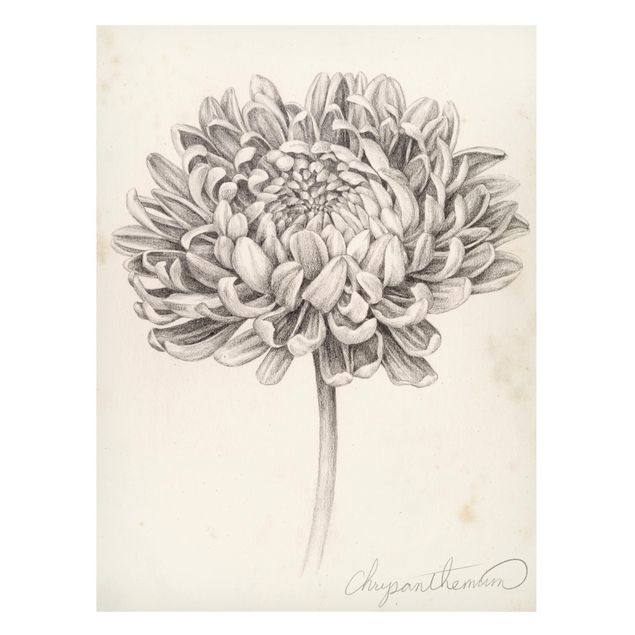 Magnetic memo board - Botanical Study Chrysanthemum II