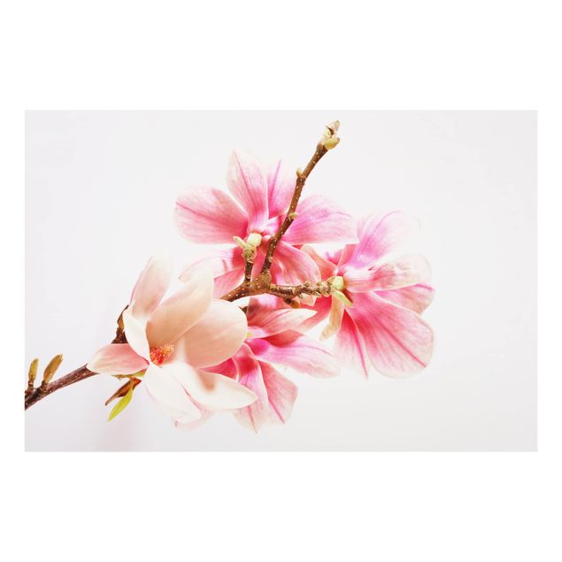 Splashback - Magnolia Blossoms
