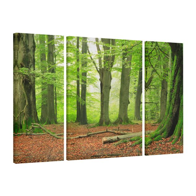 Print on canvas 3 parts - Mighty Beech Trees