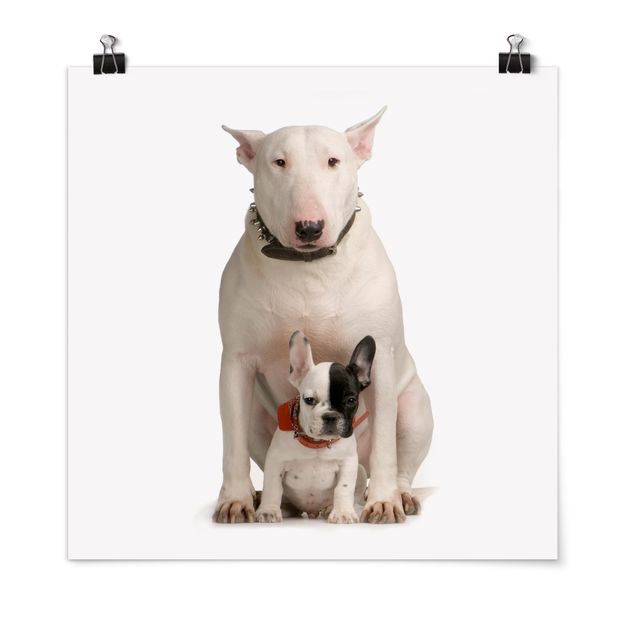 Poster - Bull Terrier and Friend